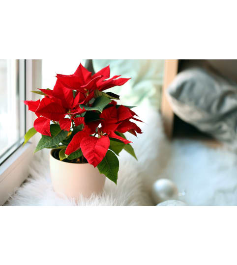 Pointsettia Plants