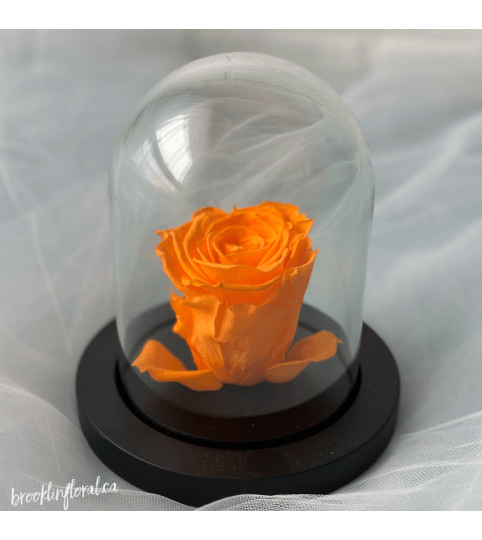 Enchanted Rose (Orange)