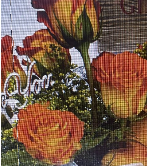 Variegated Roses (Vase)