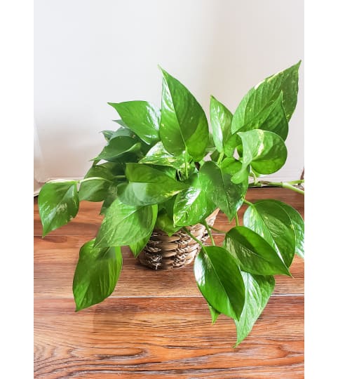 Pothos Philodendron