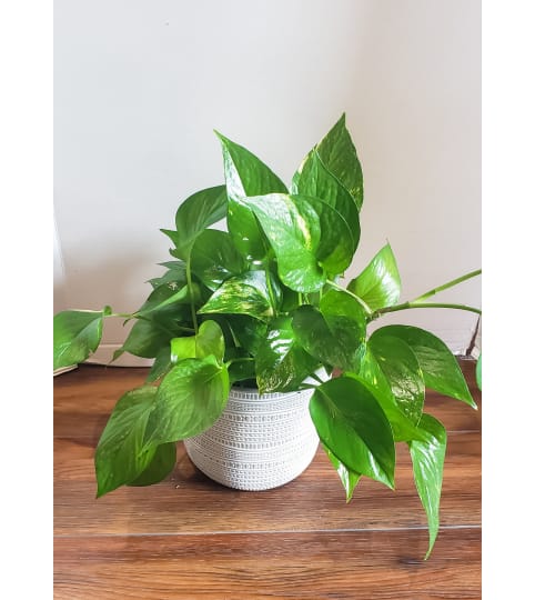 Pothos Philodendron. An arrangement by Zaisers Florist and Greenhouse.