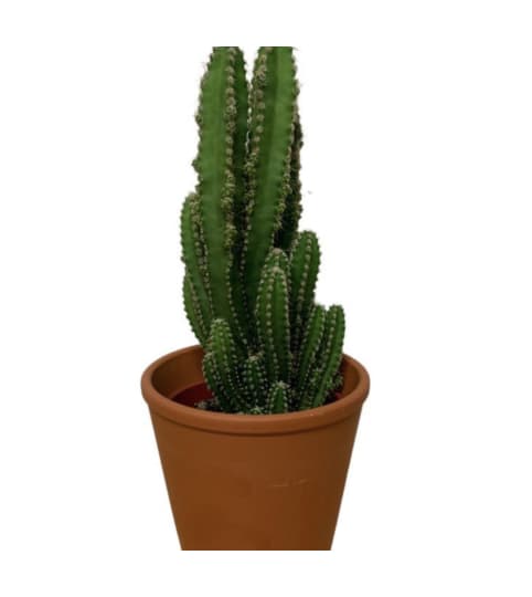 Desert Cactus