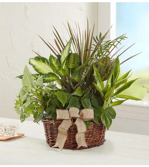 Classic Dish Garden Basket Floral Arrangement