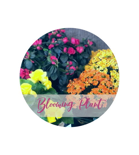 Blooming Plant - Florist Choice