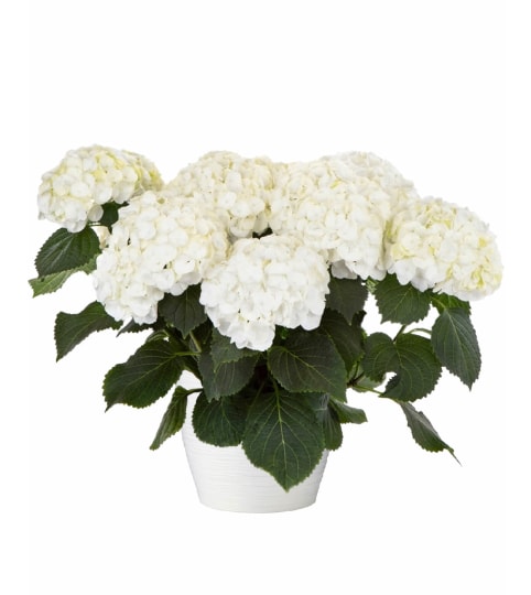 White Hydrangea Plant