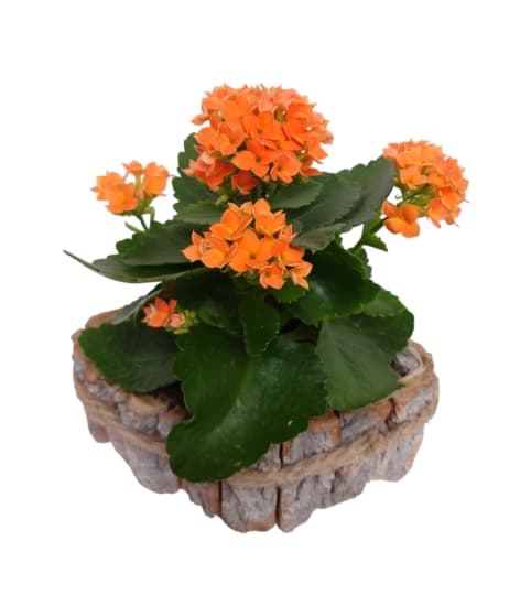 Country Twist Kalanchoe