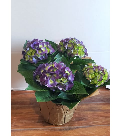 Hydrangea - House Plant