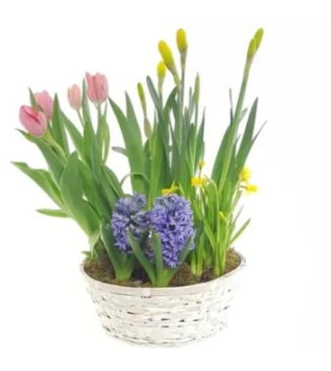 Belaks  Blooming Plant Basket