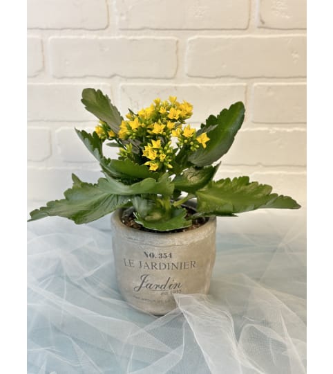 Cute Potted Kalanchoe