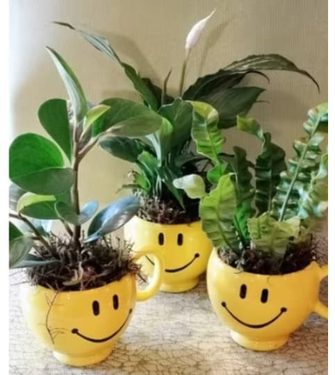 DESIGNER CHOICE PETITE PLANT IN HAPPY FACE POT. An arrangement by Triple A Florist.