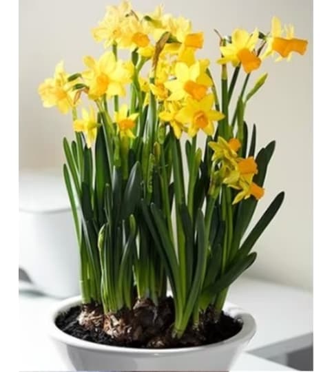 SPRING DAFFODIL PLANT. An arrangement by Triple A Florist.