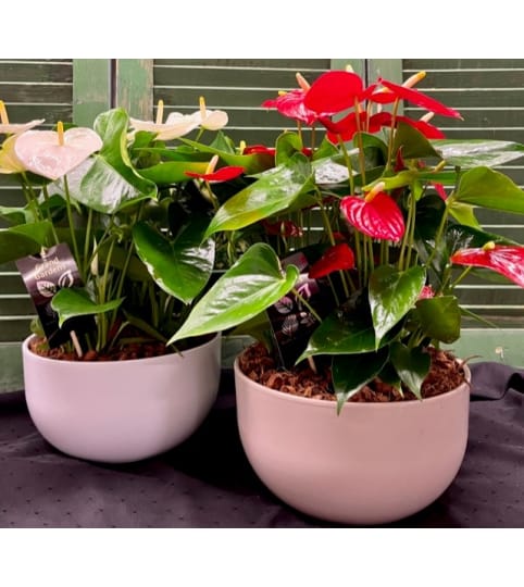 Anthurium Bowl Tropical Plant