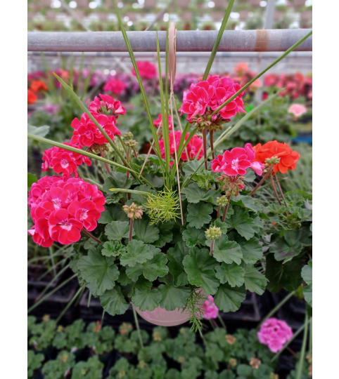 Full Sun Geranium Fun!