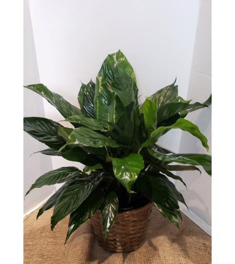 Large Peace Lily