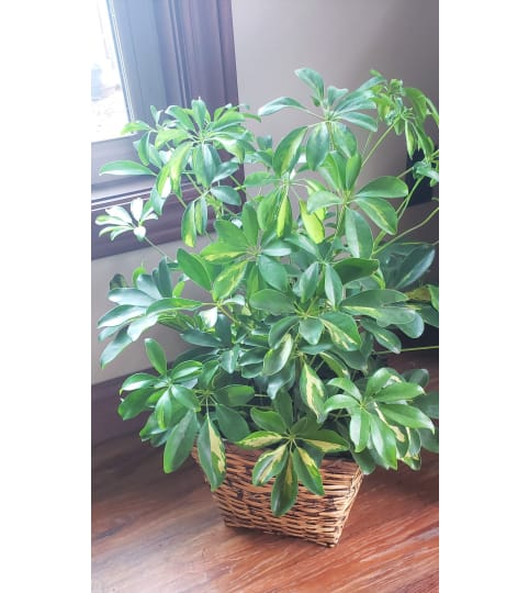 Large Schefflera - Stacy