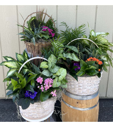Dishgarden plant landscape. An arrangement by Blooming Boutique Florist.