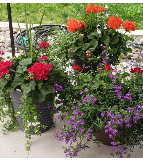 Geranium Patio pots