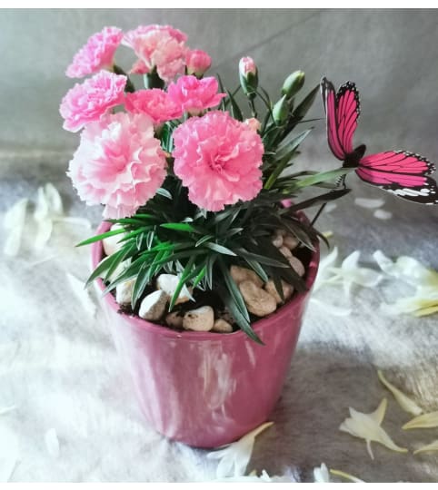 DESIGNER CHOICE CARNATION PLANTER