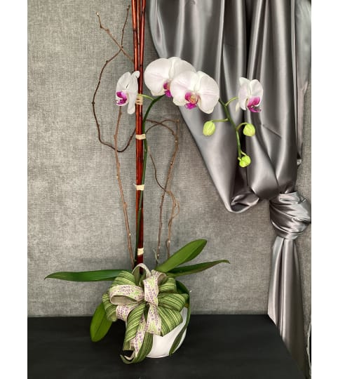 Premium Bright Orchid Plant