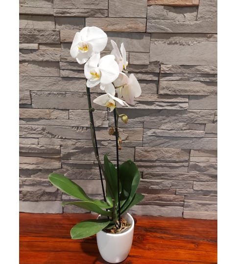Elegant Waterfall Orchid. An arrangement by Loyalist Flowers.