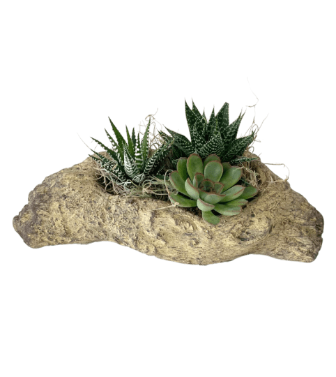 Distressed Log Succulent