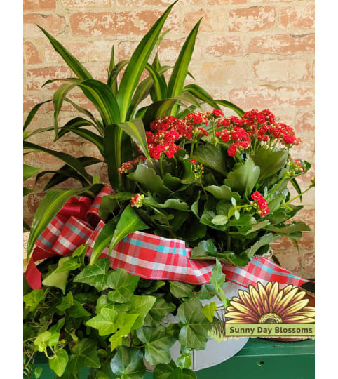 Triple Delight Plant basket. An arrangement by Sunny Day Blossoms Design Studio.