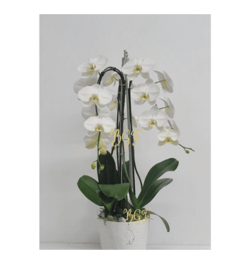 Love in White Orchid