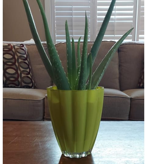 Aloe Vera Healing Plant