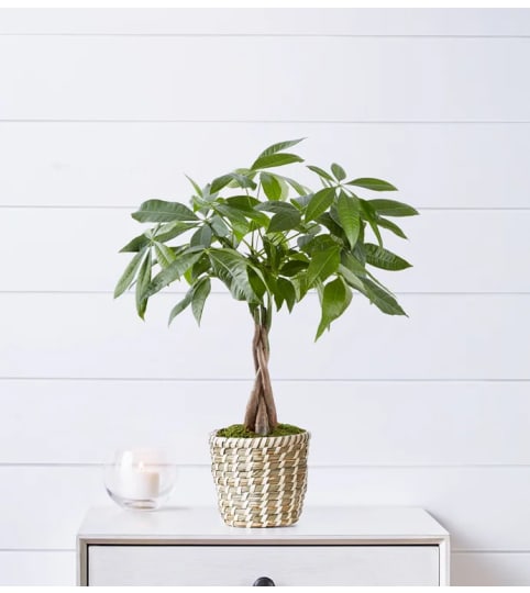 Elegant Money Tree bonsai