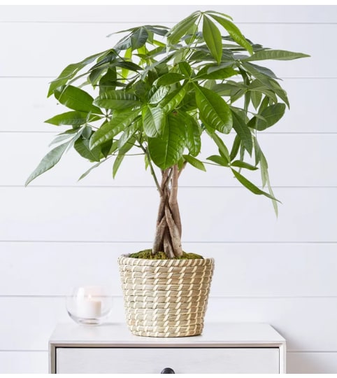 Elegant Money Tree bonsai Floral Arrangement