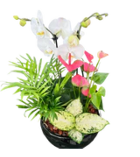 Round Ceramic Orchid Planter