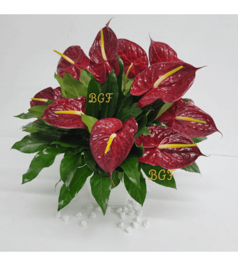 Red Anthurium Sophisticated