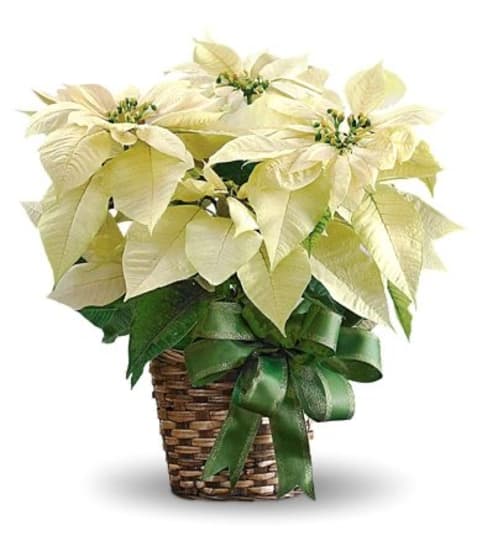 White Seasonal Poinsettia