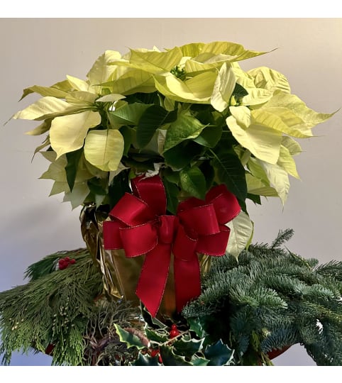 Poinsettia Plant White