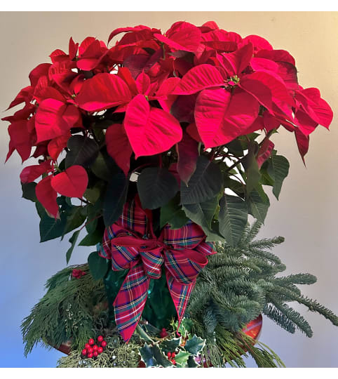 Poinsettia Plant Red