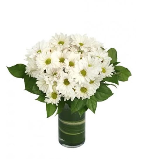 Delightful White Daisies. An arrangement by Flower Buds Florist PEI.