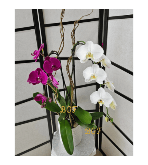 White and Lavender Orchid Unique. An arrangement by Aventura Blooming Petals.