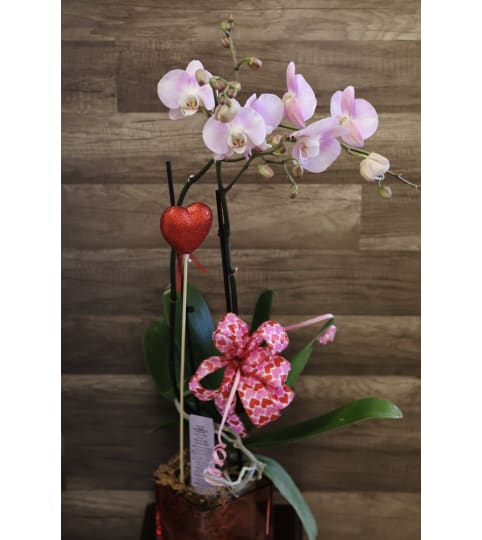 Blush Double Stem Orchid