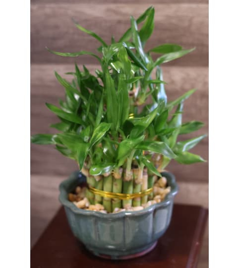 3 Tier Bamboo Plant