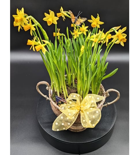 PLANT - Daffodil (1 Available)