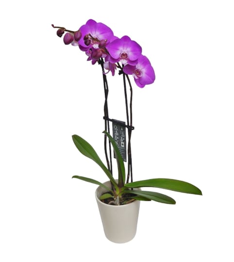 Orchidee Elegance