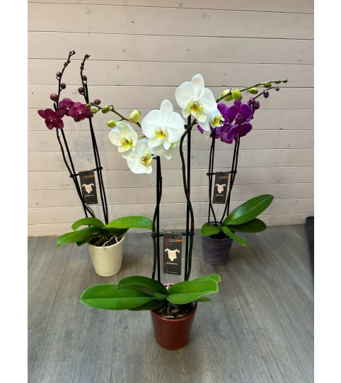 Opulent Phalaenopsis Potted Orchid