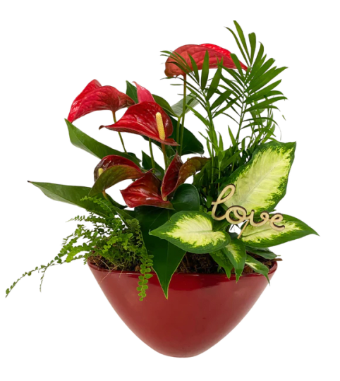 Red Love Anthurium Planter