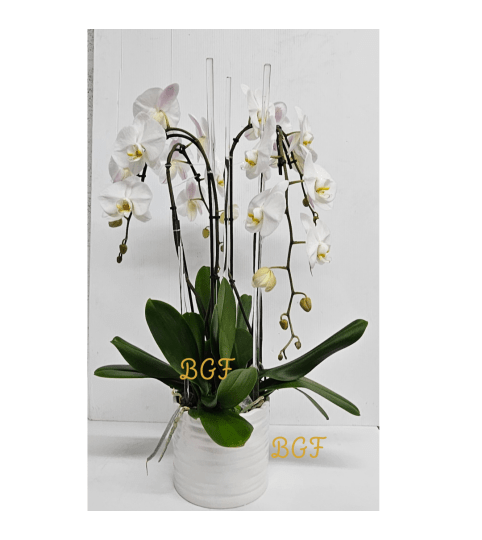 Elegance In White Orchid