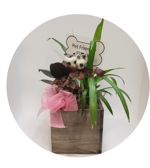 Florist's Choice Pet-Friendly Assorted Plants