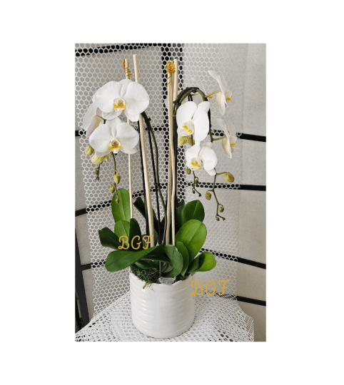 Eclectic Phalaenopsis Orchid Plant