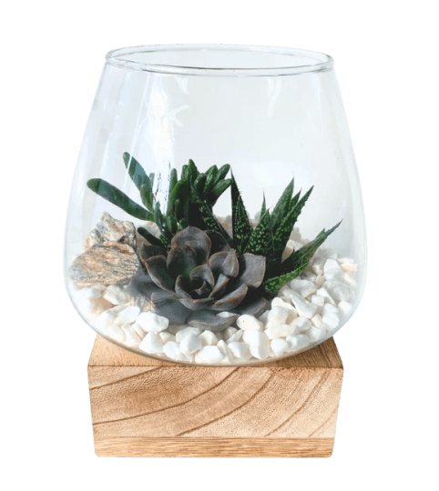 Glass w/ Wooden Base Succulent Planter