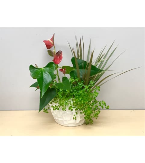 Sm. Anthurium Planter