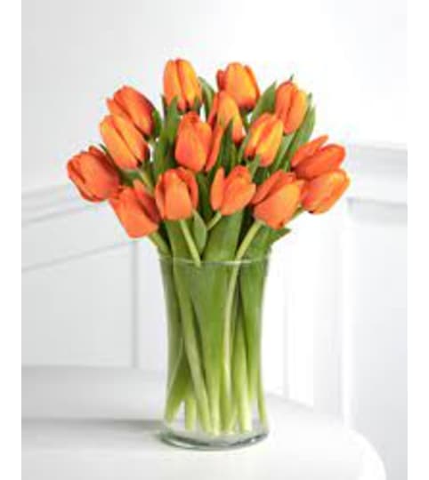 Sunrise Orange Tulips