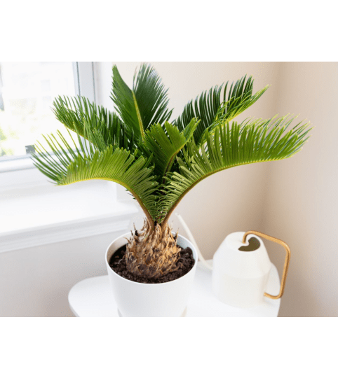 Sago Palm